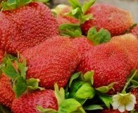 Земляника «Вима Ксима»